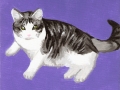 cat-meowkie